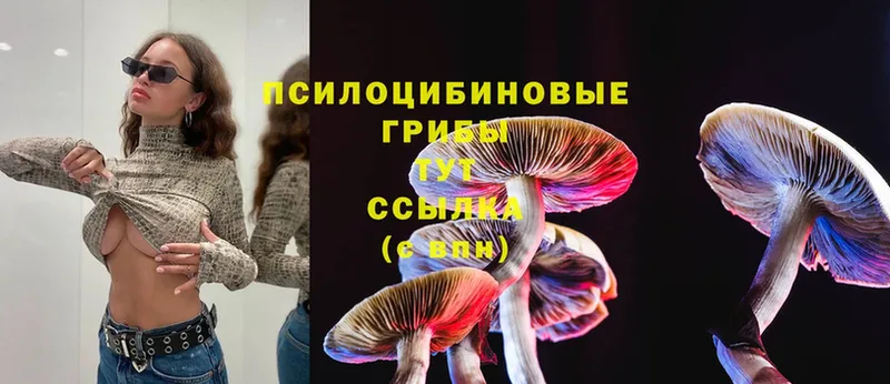 сколько стоит  Кувшиново  Псилоцибиновые грибы Magic Shrooms 